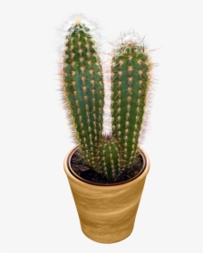 Cactus Png Transparent Image - Cactus Transparent Png, Png Download, Free Download