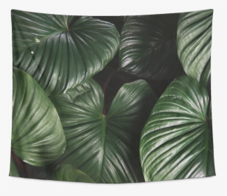 Photographs Of Tropical Leaves, HD Png Download, Free Download