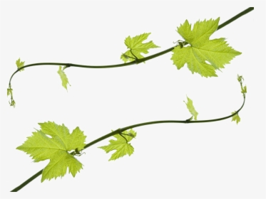 Free Collection Of Grape Vine Png - Grape Leaves Clipart, Transparent Png, Free Download