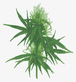 Female Cannabis Plant-01 - Cannabis Leaf Botanical Drawing, HD Png Download, Free Download