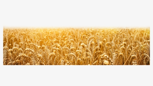 Wheat Field Png available For Anything And Anyone To - Wheat, Transparent Png, Free Download