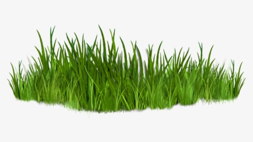 Clipart Grass Tropical Grass - Grass Clipart, HD Png Download, Free Download