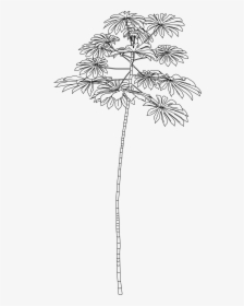 Colony23outline - Cecropia Tree Branch Drawing, HD Png Download, Free Download
