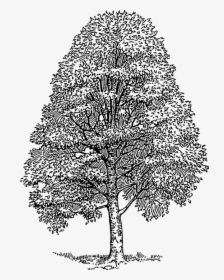 American Beech Tree Drawing, HD Png Download, Free Download