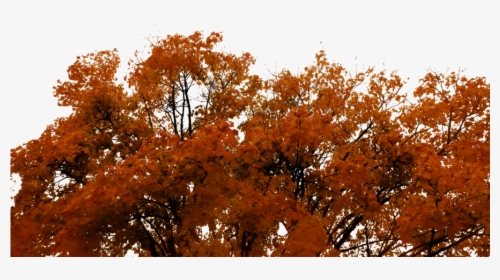Transparent Autumn Png - Autumn Tree Cut Out, Png Download, Free Download