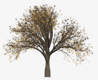 Transparent Elm Tree Png - Photoshop Brush Tree Free, Png Download, Free Download