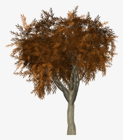 Tree, HD Png Download, Free Download