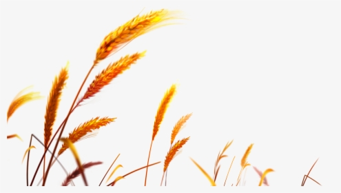 Wheat Background Png, Transparent Png, Free Download