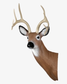 Picture 1 Of - Deer Body, HD Png Download, Free Download