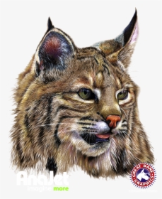 Bobcat Png, Transparent Png, Free Download