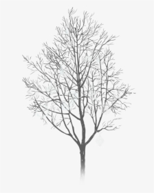Winter Silhouette Tree Png, Transparent Png, Free Download