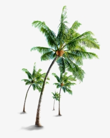 Coconut Tree Png Free Download - Coconut Tree Images Png, Transparent Png, Free Download