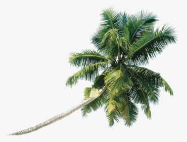 Coconut Tree Png Photo - Green Palm Tree Png, Transparent Png, Free Download