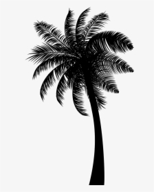 Black Coconut Tree Png Free Download - Coconut Tree Png Black, Transparent Png, Free Download