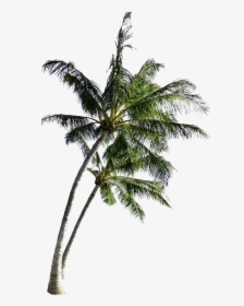 Coconut Tree Png Free Image - Coconut Tree Images Png, Transparent Png, Free Download