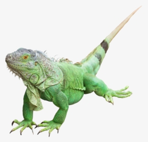 Reptile Common Iguanas Lizard Green Iguana Image - Iguana Png, Transparent Png, Free Download