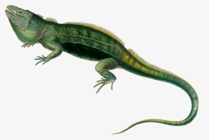 Iguanidae,reptile,dragon Lizard - Iguana Png, Transparent Png, Free Download