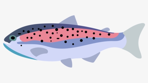 Rainbow Trout Fish Drawing - Shark, HD Png Download, Free Download