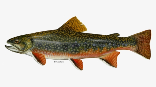 Brook Trout Fish, HD Png Download, Free Download