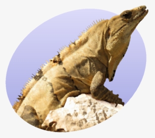 Iguana Icon - Iguana, HD Png Download, Free Download