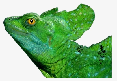 Basilisk Lizard Green, HD Png Download, Free Download