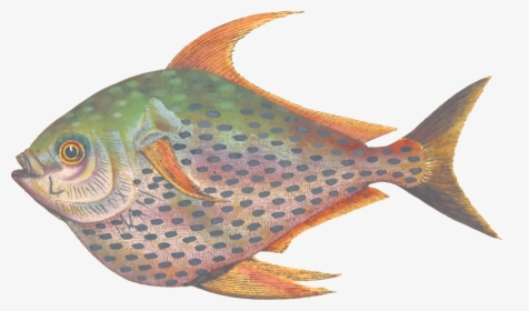 Marine Biology,tilapia,fin - Fish, HD Png Download, Free Download