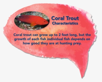 Coral Trout , Png Download - Coral Trout, Transparent Png, Free Download