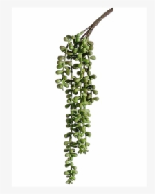 Plant String Of Peas Png, Transparent Png, Free Download