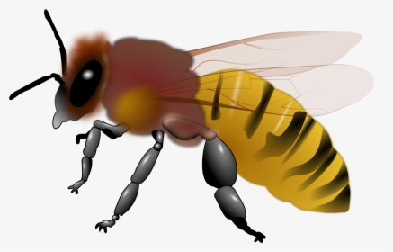 Honeybee Clipart 3 - Honey Bee On A Transparent Background, HD Png Download, Free Download