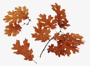 Autumn Png Leaves - Png For Tree Leaf, Transparent Png, Free Download