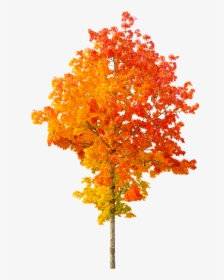 Autumn Png Free Images - Autumn Tree Png, Transparent Png, Free Download