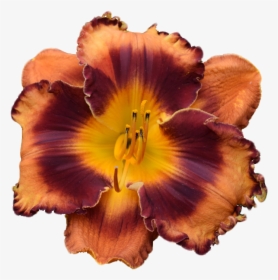 Look Of Autumn - Monocotyledon, HD Png Download, Free Download
