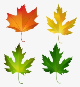 Maple Leaves Clipart, HD Png Download, Free Download