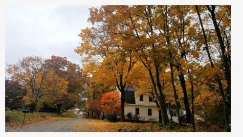 Fall - Maple, HD Png Download, Free Download