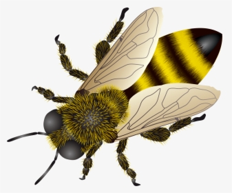 Bee Png - Bee Images Png Hd, Transparent Png, Free Download