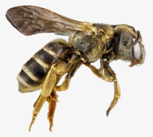 Bee Png Image - Png Transparent Bee Hd, Png Download, Free Download