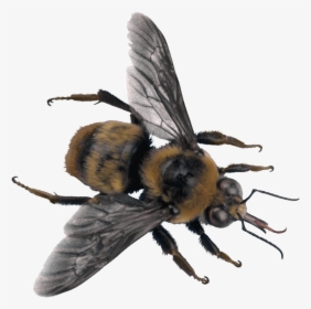 Bee Png Image - Portable Network Graphics, Transparent Png, Free Download