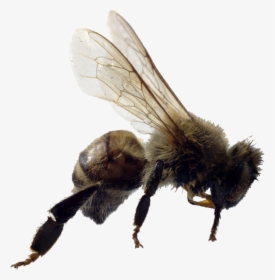 Bee Png Image - Asexual Animals, Transparent Png, Free Download