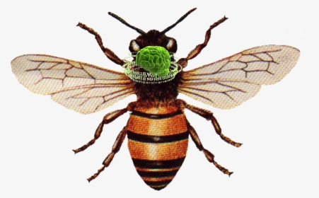 Honey Bee Png Download - Honey Bee, Transparent Png, Free Download