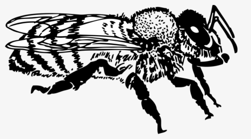 Honey Bee Svg Clip Arts - Bee Black And White Clip Art, HD Png Download, Free Download