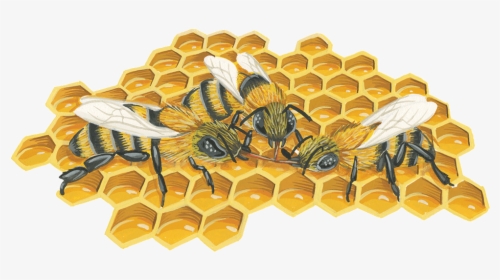 Bee Png - Illustration, Transparent Png, Free Download