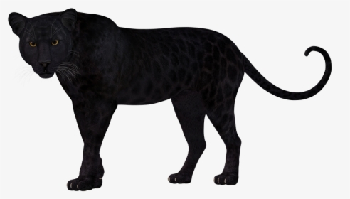 Black Leopard Transparent Background, HD Png Download, Free Download