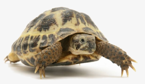Tortoise - Difference Between Turtle And Tortoise In Hindi, HD Png Download, Free Download