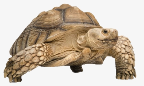 Tortoise Png Transparent Images - Png Tortoise, Png Download, Free Download