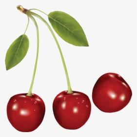 Cherries Png Image - Cherry Png, Transparent Png, Free Download