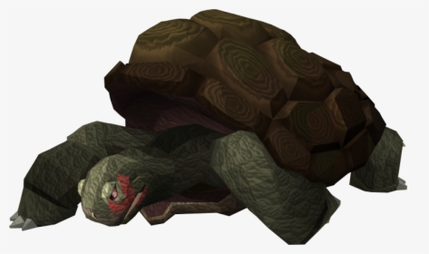 The Runescape Wiki - Galápagos Tortoise, HD Png Download, Free Download
