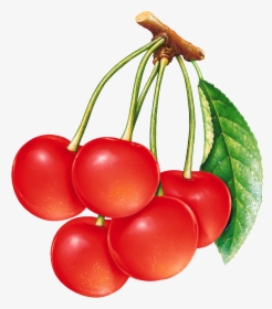 Cherries Png Image - Bunch Of Cherries Clipart, Transparent Png, Free Download