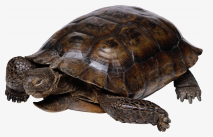 Download For Free Turtle Transparent Png File - Pond Turtle Transparent, Png Download, Free Download
