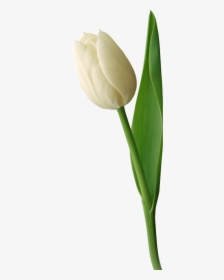 Thumb Image - White Tulip White Background, HD Png Download, Free Download