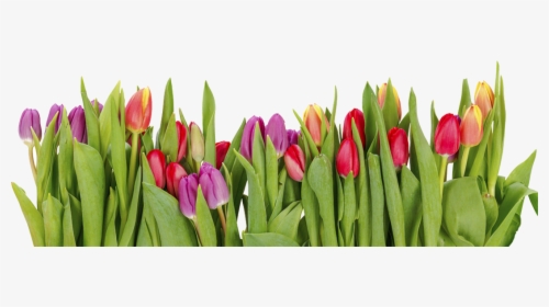 Tulips In A Row, HD Png Download, Free Download